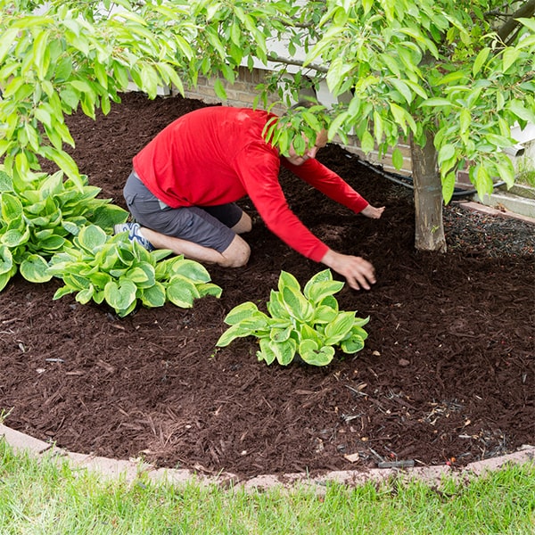 mulch installation mulch installation should be applied at a depth of 2-4 inches in flower beds